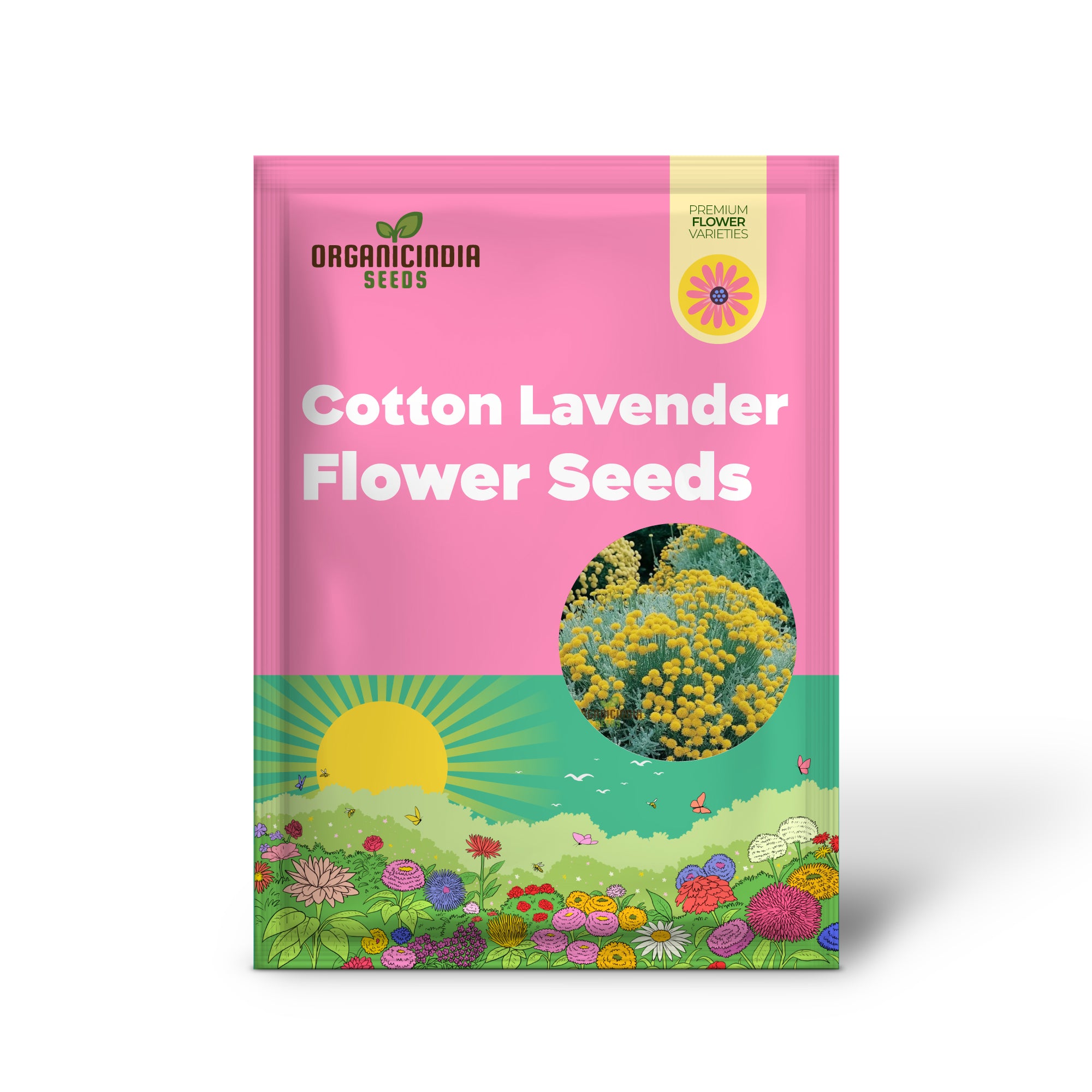 Cotton lavender garden seeds for borders and edging