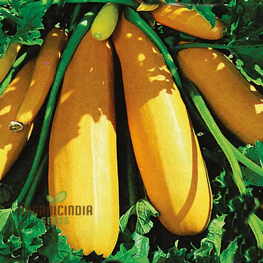 Atena Polka F1 Courgette Seeds for Planting, Hybrid Yellow Zucchini Seeds