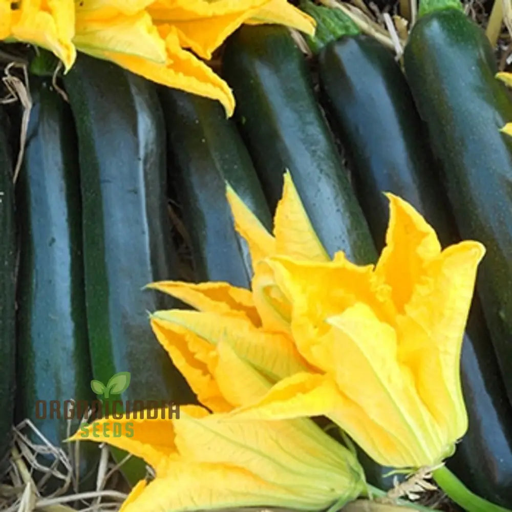 F1 Darko Courgette Seeds for High-Yield Home Garden