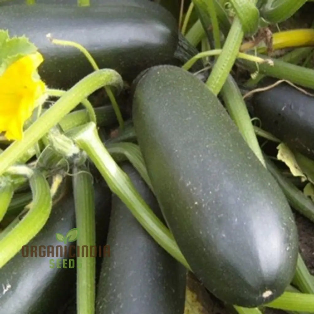 F1 Precioza Courgette Seeds for Home Garden, High-Yield Vegetable Seeds