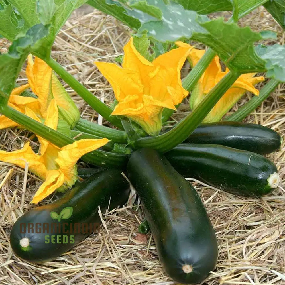Freshly Harvested F1 Darko Courgettes from Garden