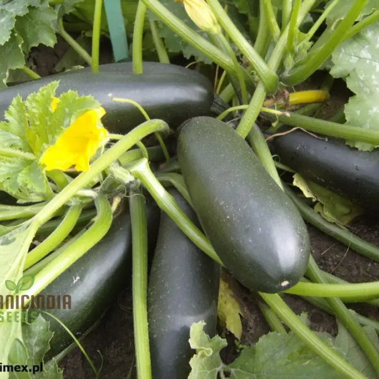 F1 Precioza Courgettes Growing on Plant, High-Yield Garden Vegetable Seeds