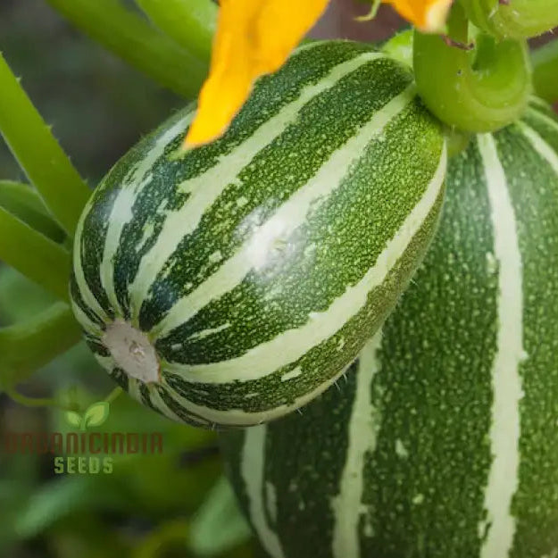 Mature Courgette Piccolo Plant from Seeds, Bushy High-Yield Vegetable