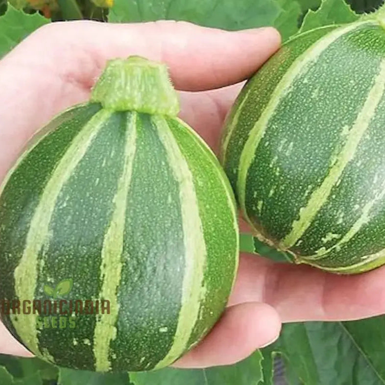 Courgette Piccolo Seeds for Home Garden, Easy-to-Grow Vegetable Seeds