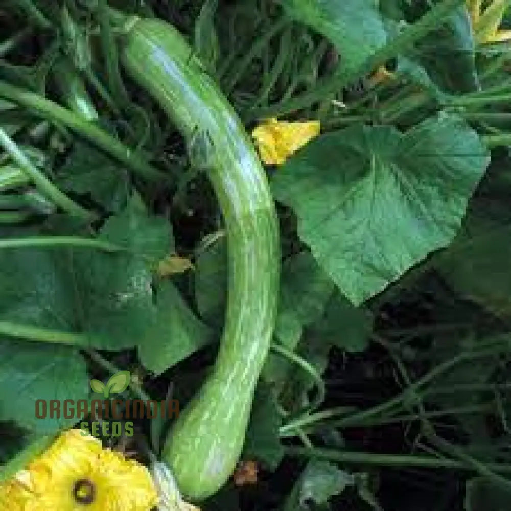 Courgetti Tromboncino Vine Growing on Trellis in Garden Bed