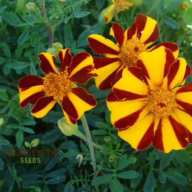 Court Jester marigold seeds growing into young seedlings