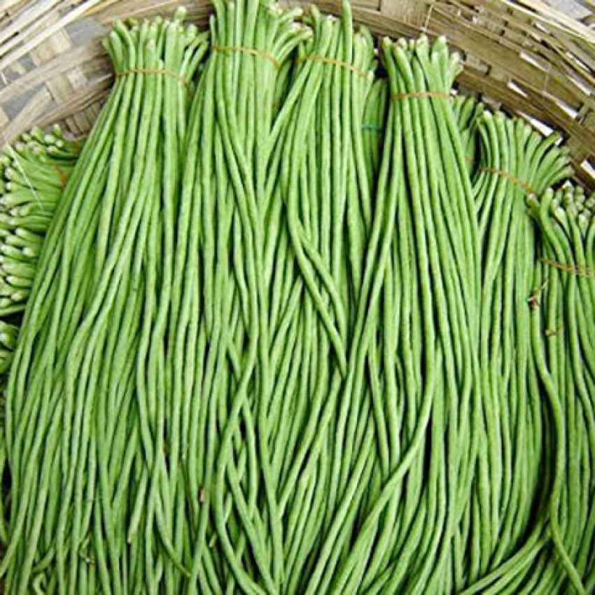 Michel's Haven Cowpea Plants Growing in Garden Bed, High-Yield Vegetable