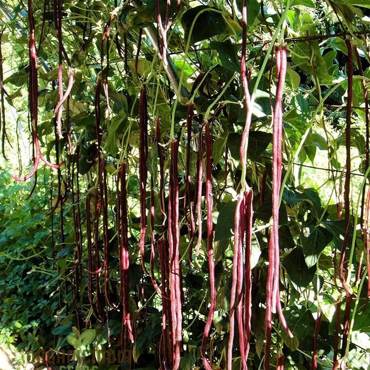 Mature Michel's Haven Cowpea Plant from Seeds, Vigorous Growth