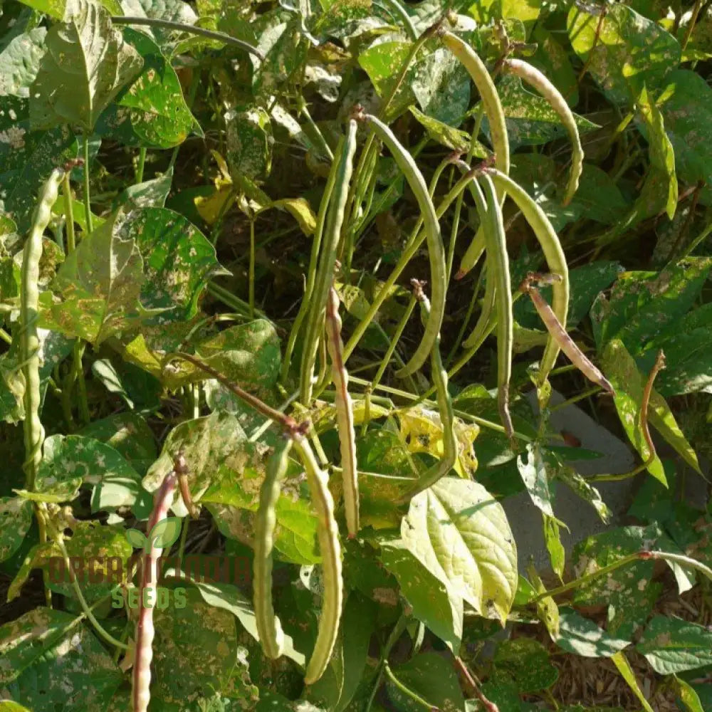 Michel's Haven Cowpea Seeds Packet, Non-GMO Vegetable Seeds for Planting