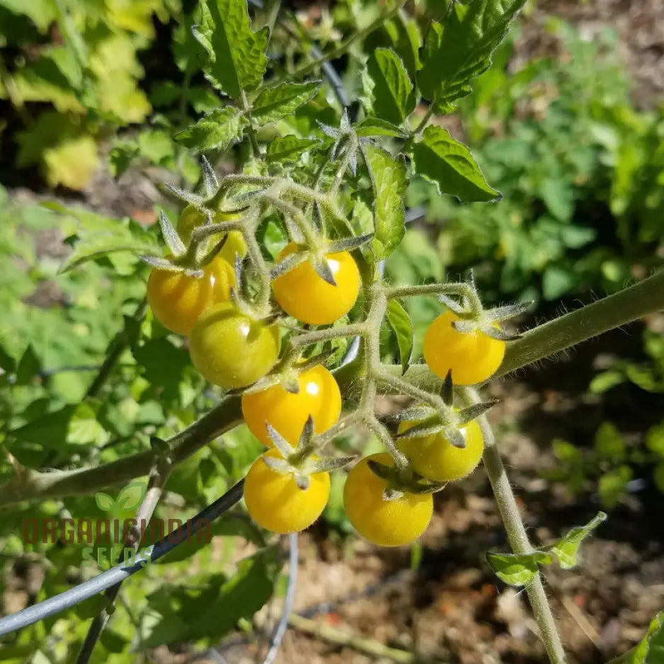 Harvested Coyote Tomatoes from Seeds, Homegrown Garden Produce