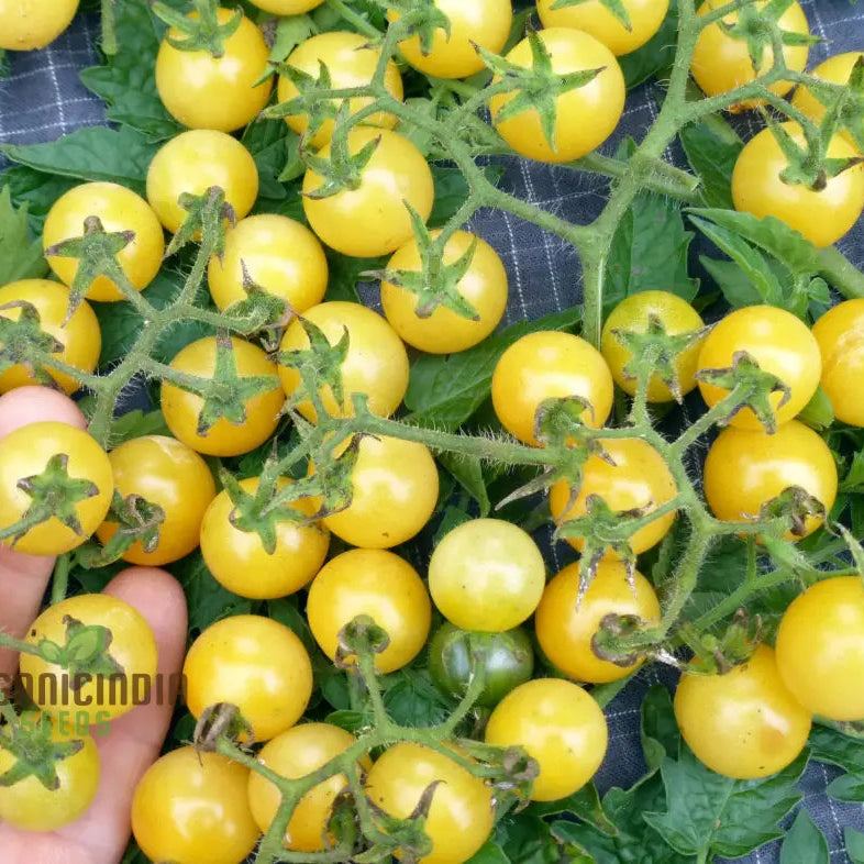 Coyote Tomato Seeds for Planting, Heirloom Yellow Tomato Variety