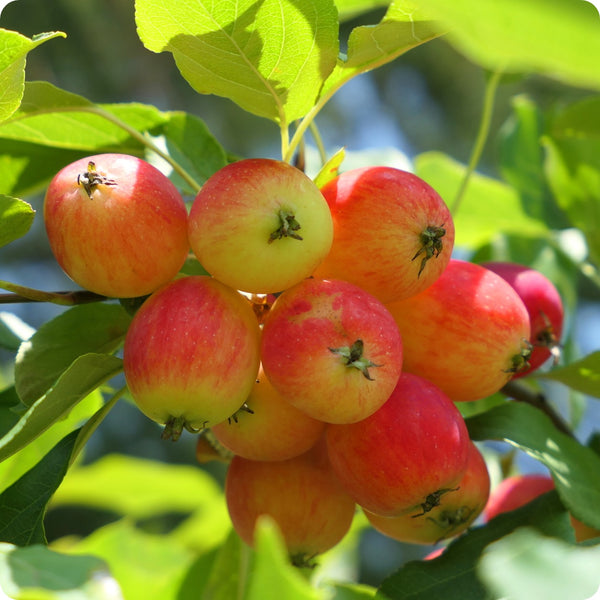 Crabapple flowers blooming in spring season