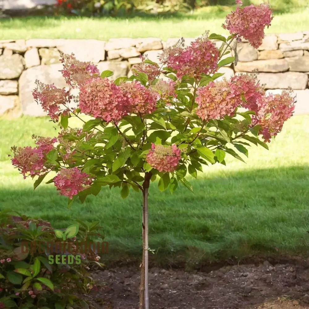 Creamy pink hydrangea flower seeds