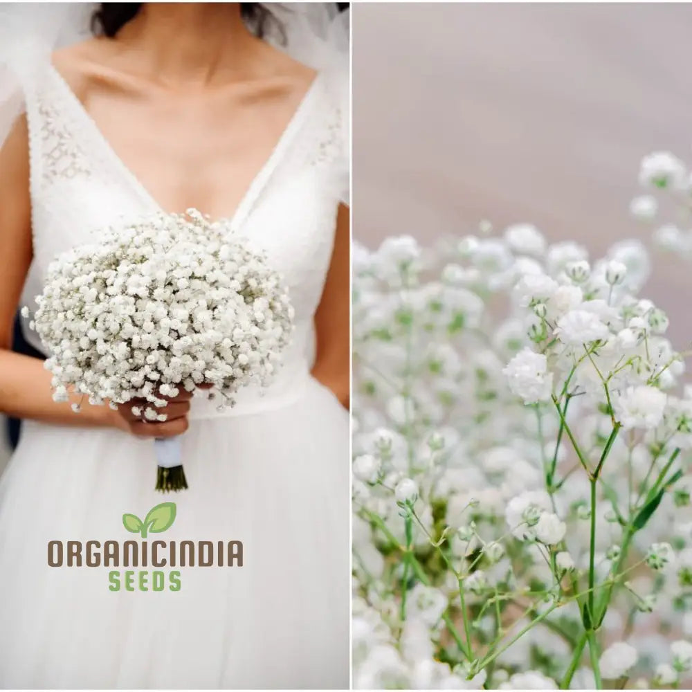 Creeping Baby’s Breath Seeds - Perfect For Planting And Gardening Enthusiasts