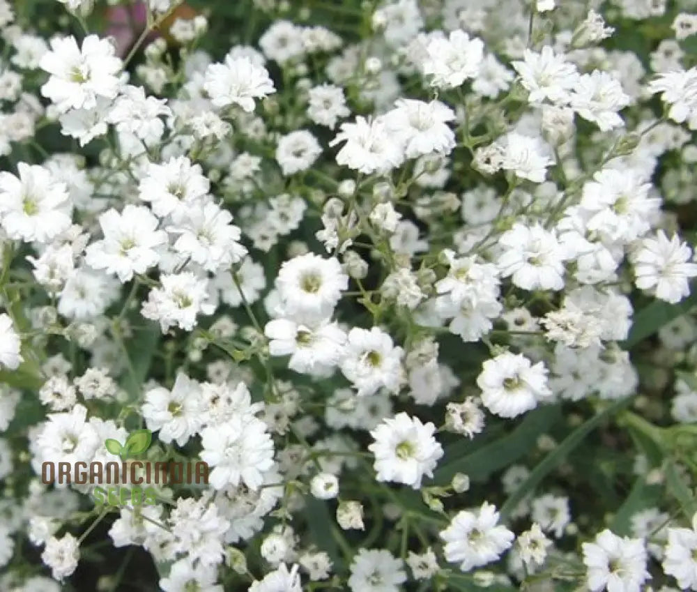 Creeping Baby’s Breath Seeds - Perfect For Planting And Gardening Enthusiasts