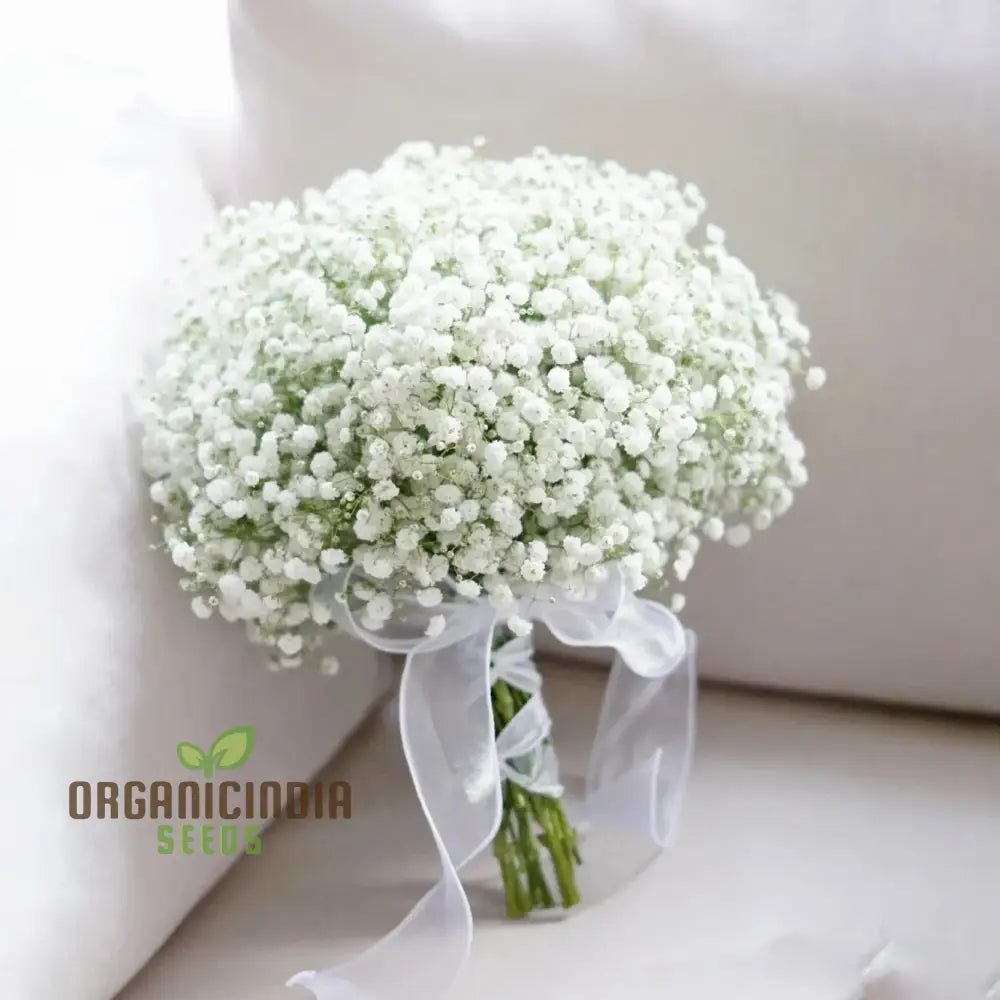 Creeping Baby’s Breath Seeds - Perfect For Planting And Gardening Enthusiasts