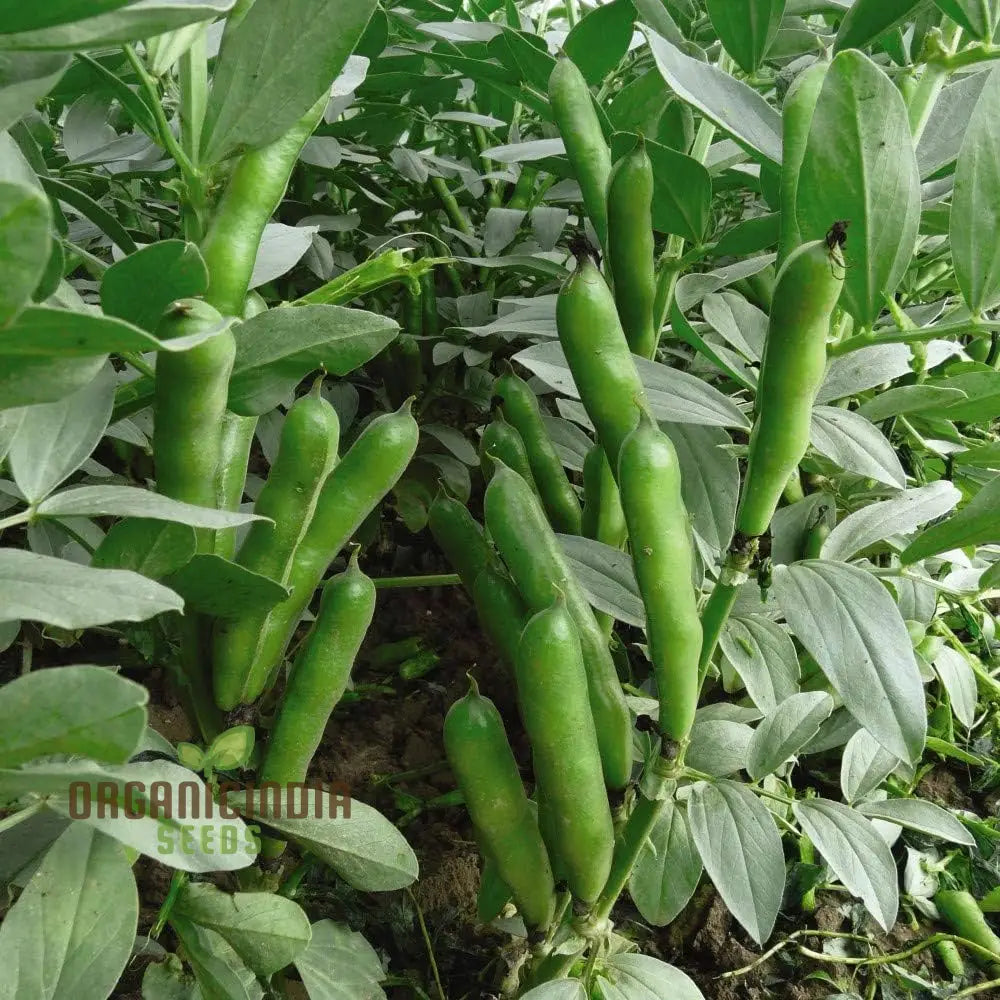 Crimson Broad Bean Seeds for Home Garden, High-Yield Non-GMO Seeds