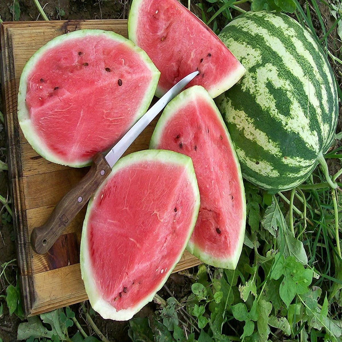 Fresh Harvested Crimson Sweet Watermelons with Red Juicy Flesh