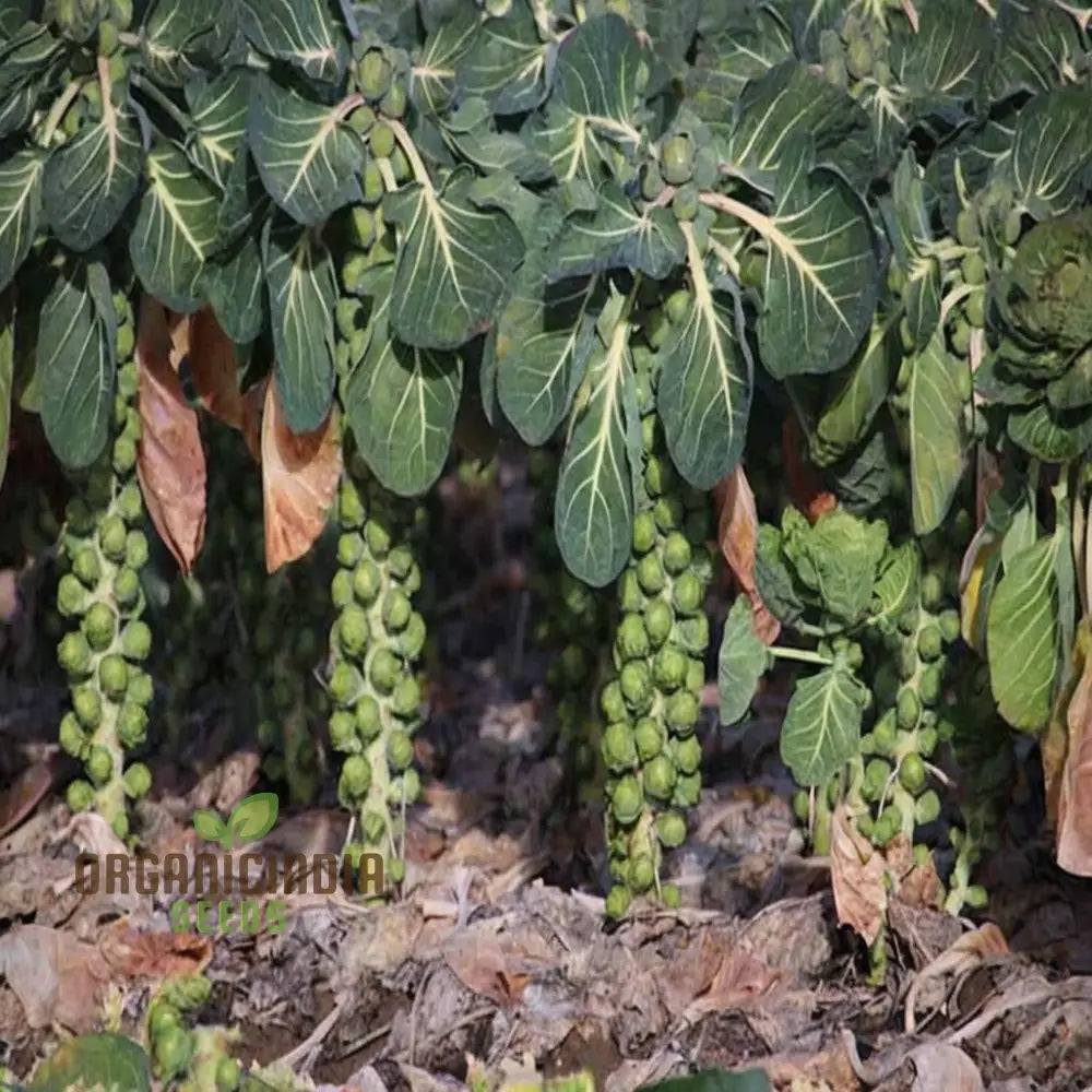 Crispus F1 Brussel Sprout Plants Growing in Garden Bed, High-Yield Seeds