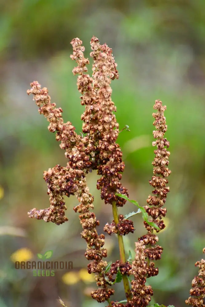 Crispus Rumex Curly Dock Seeds for Planting in Home Gardens