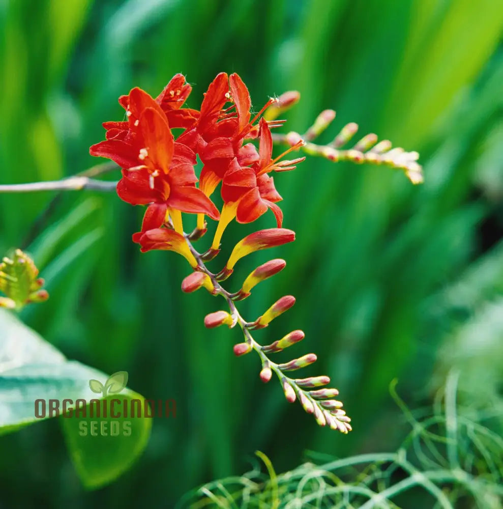 Crocosmia Montbretia seeds growing into seedlings
