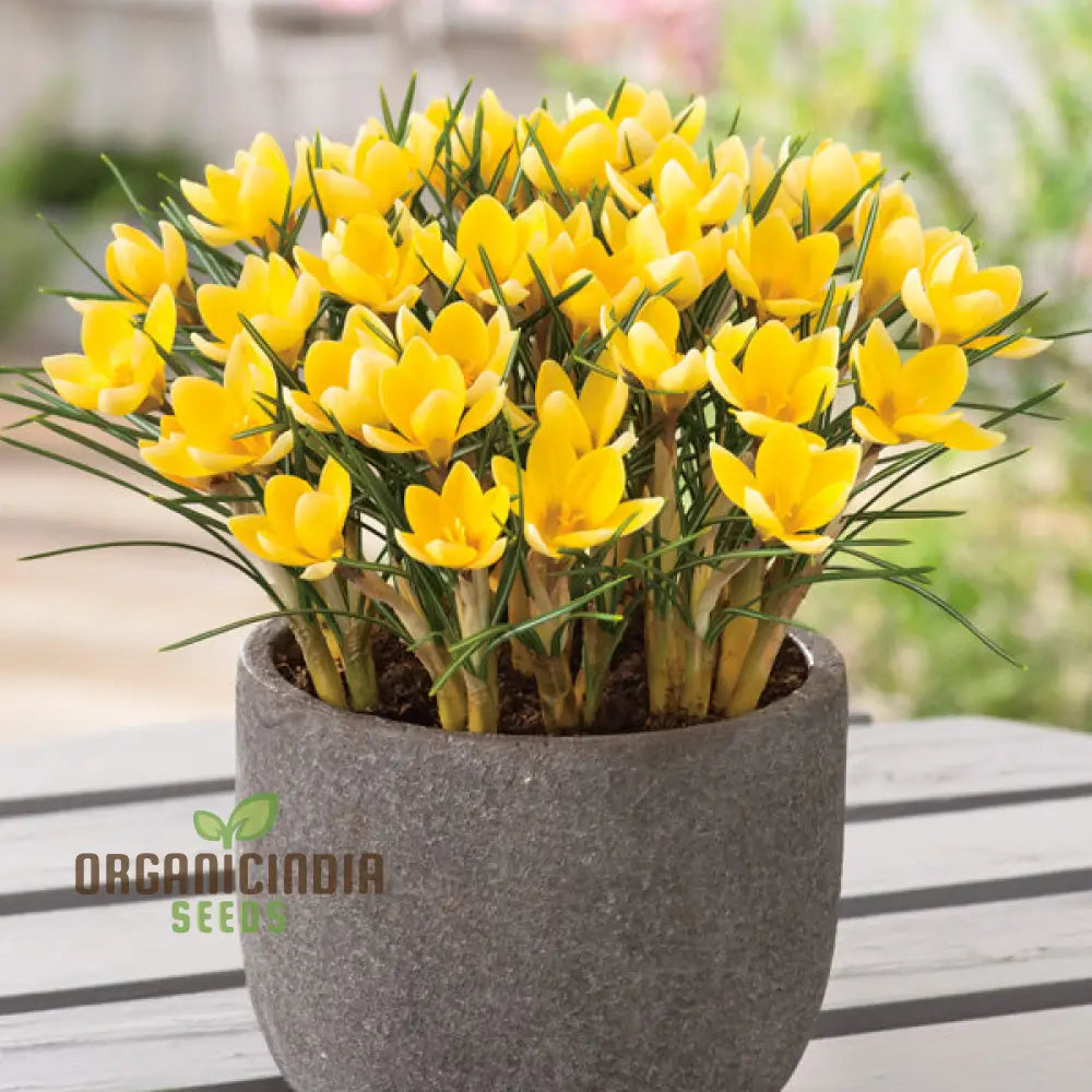 Crocus Chrysanthus Romance seeds for planting golden early spring flowers