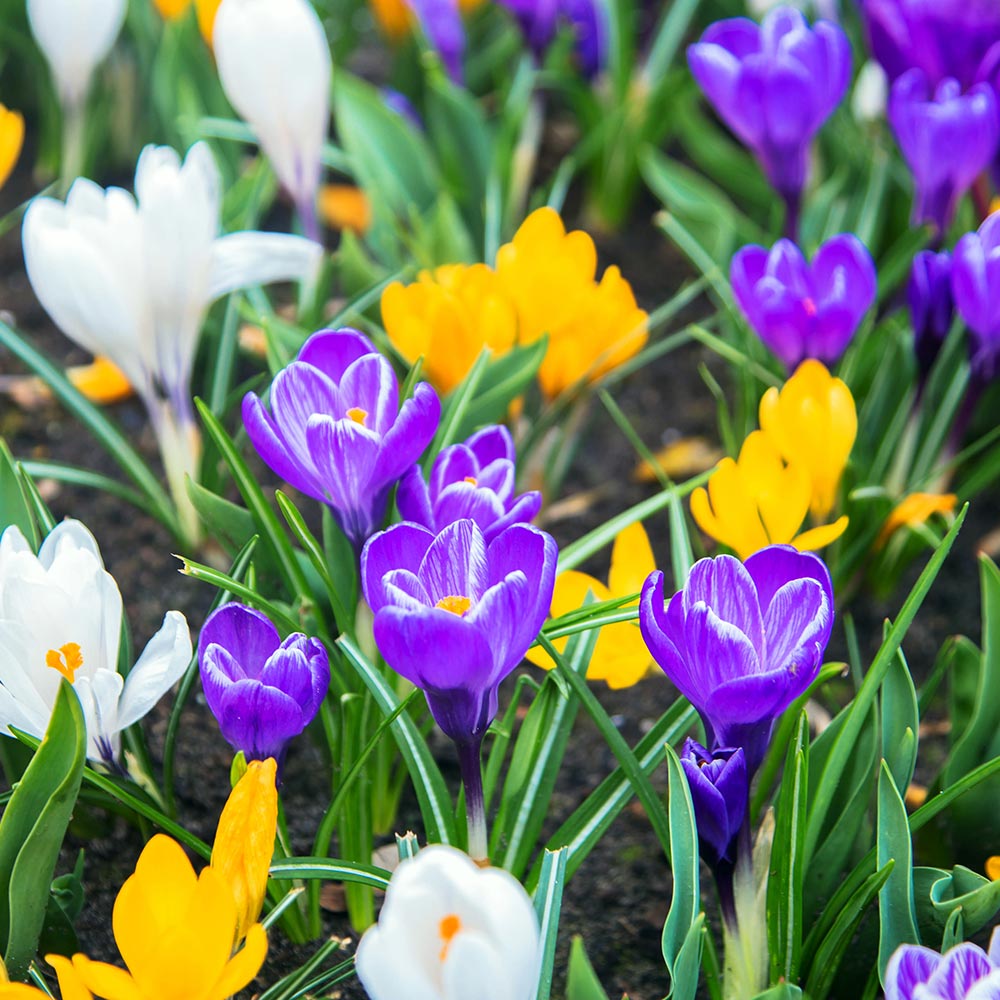 Crocus mix flower seeds for planting