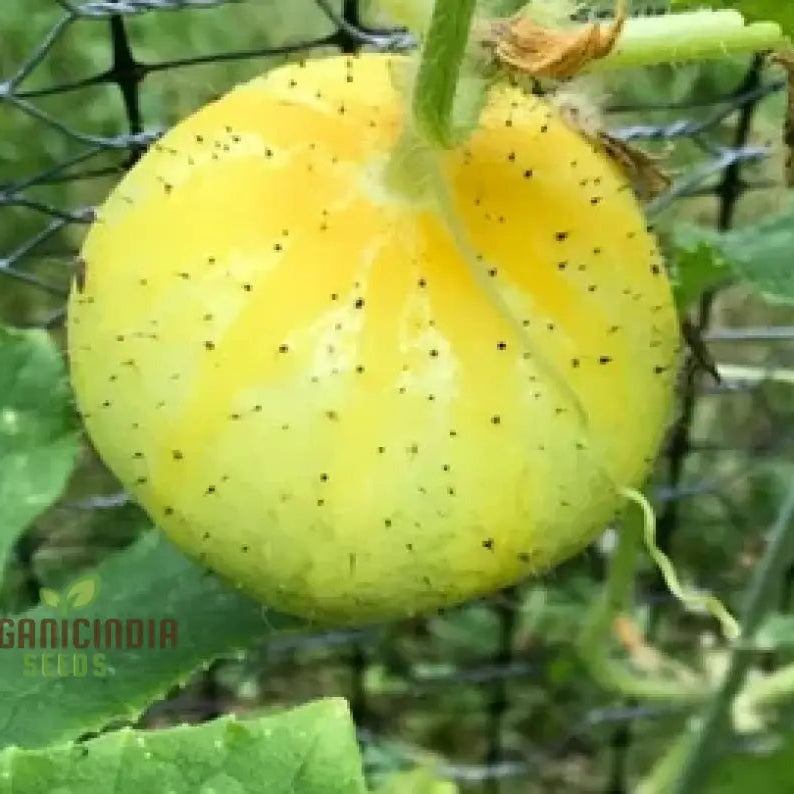 Fresh Harvest of Crystal Apple Cucumbers from Seeds