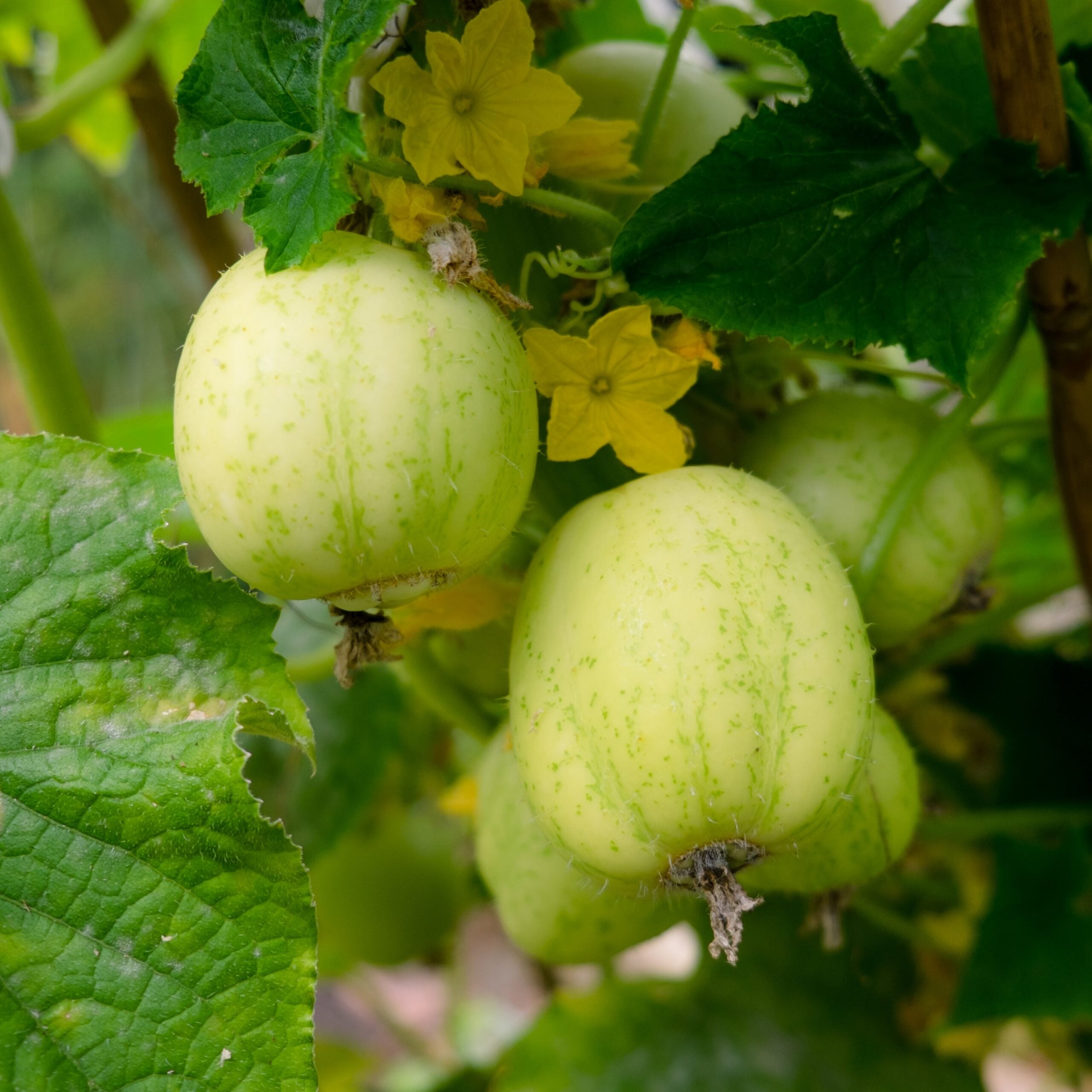 Crystal Apple Cucumber Seeds Heirloom Variety for Home Garden