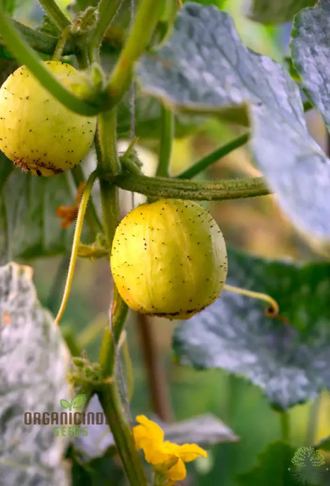 Close-Up of Crystal Lemon Cucumbers, Bright Yellow Homegrown Cucumbers