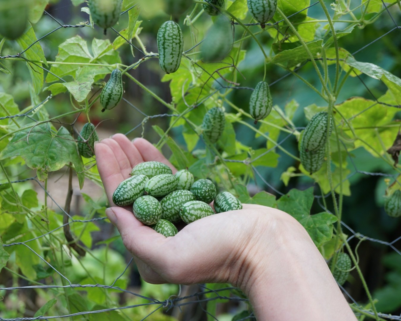 Closeup of Cucamelon Fruits on Vine, Tiny Watermelon-Like Crunchy Vegetables