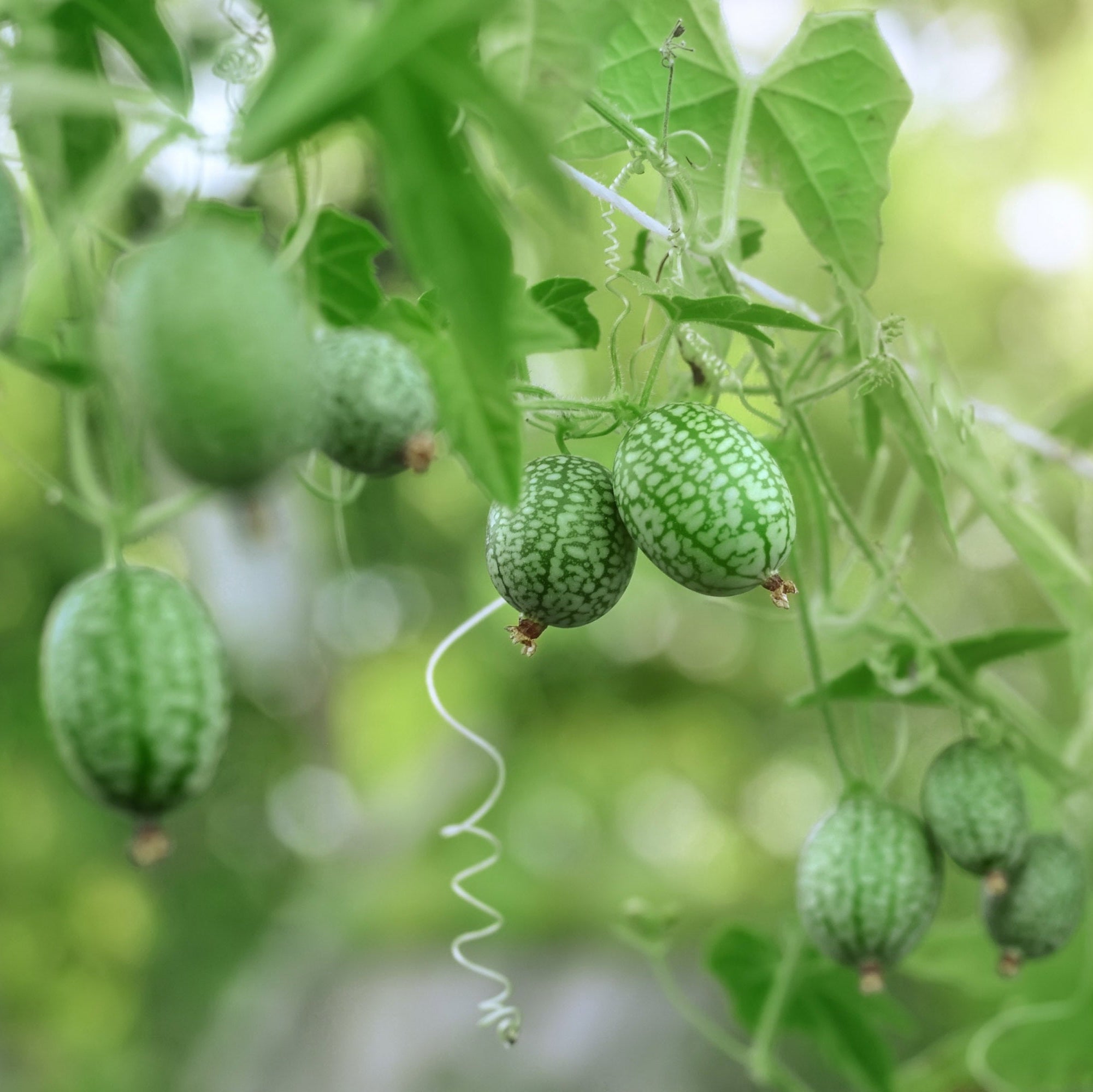 Cucamelon Seeds – Melothria scabra Non-GMO Seeds for Home Gardening