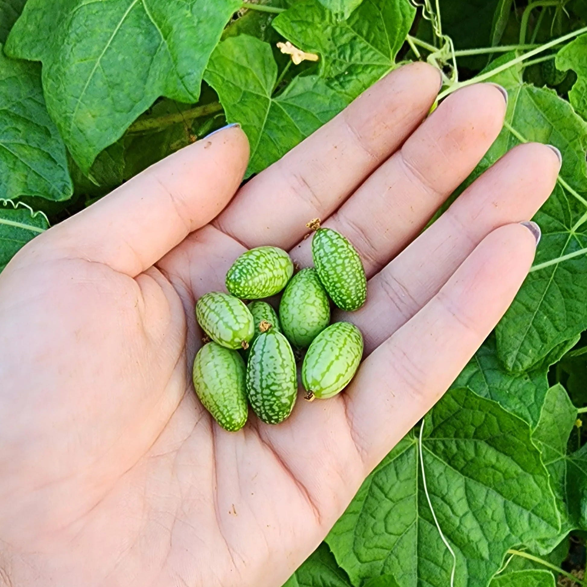Cucamelon Seeds Packet, Non-GMO Tiny Crunchy Fruits for Planting