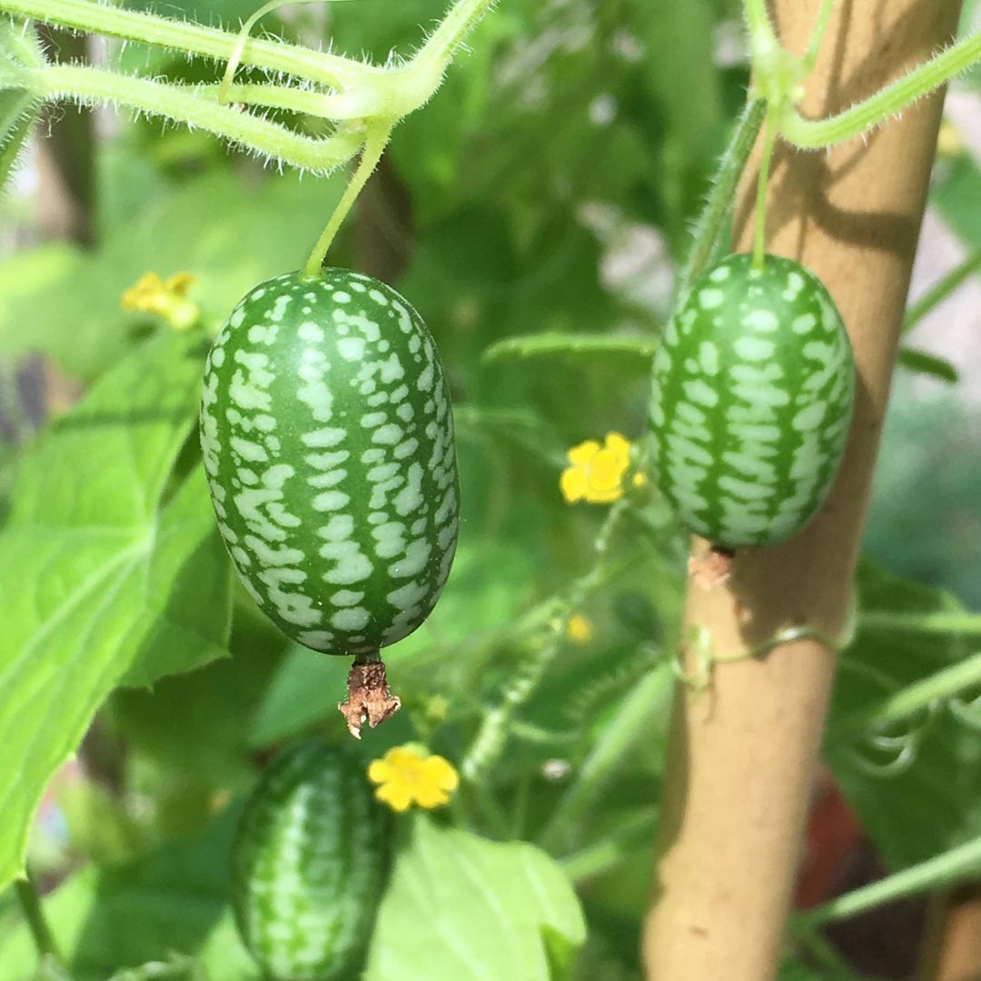 Cucamelon Seeds (Melothria scabra) for Planting