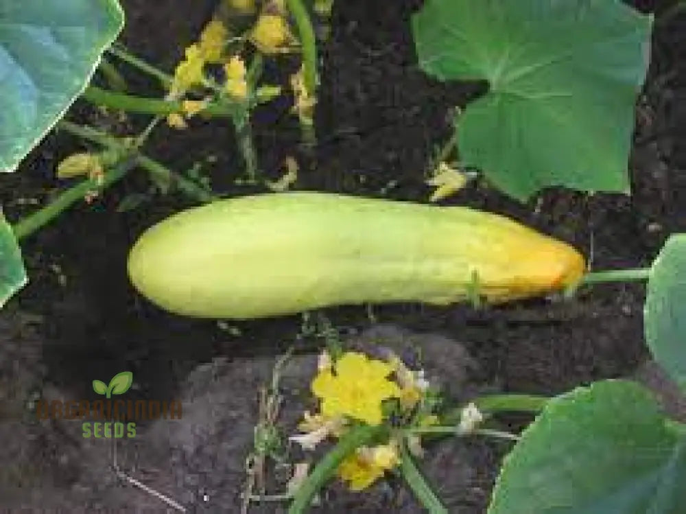 Bush Cucumber Plant with Crisp Fruits from Seeds, Small-Space Gardening