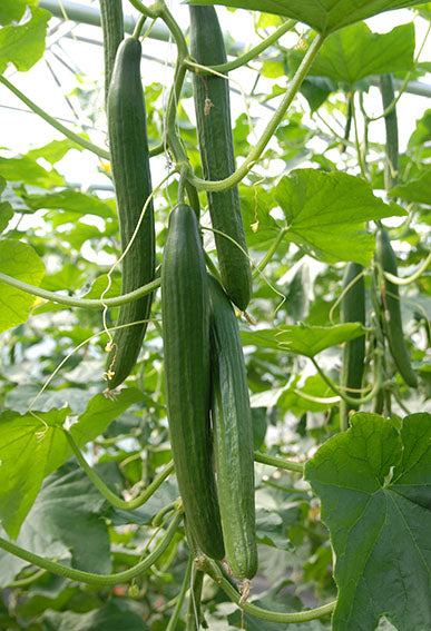 Mature Carmen Cucumber Plant from Seeds, Greenhouse and Outdoor Growth
