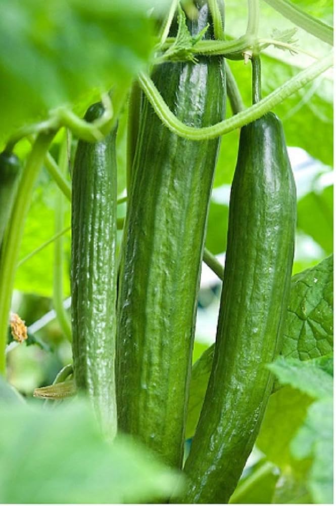 Carmen Cucumber Seedling in Garden, Vigorous and Healthy Growth