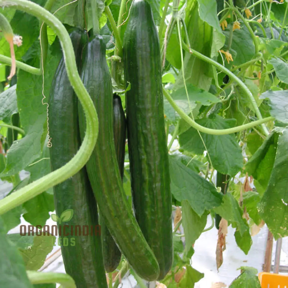 Cone Cucumber Femspot Seeds for Home Garden, Easy-to-Grow Cucumber Seeds