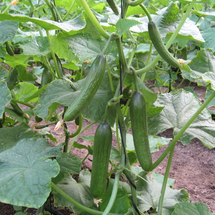 Fresh Socrates Cucumbers from Seeds, Crisp and Sweet Fruits