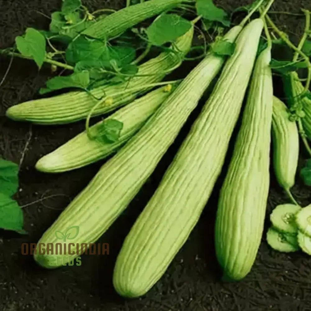 Kakri Cucumber Seeds for Home Garden, Easy-to-Grow Crisp Cucumber Seeds