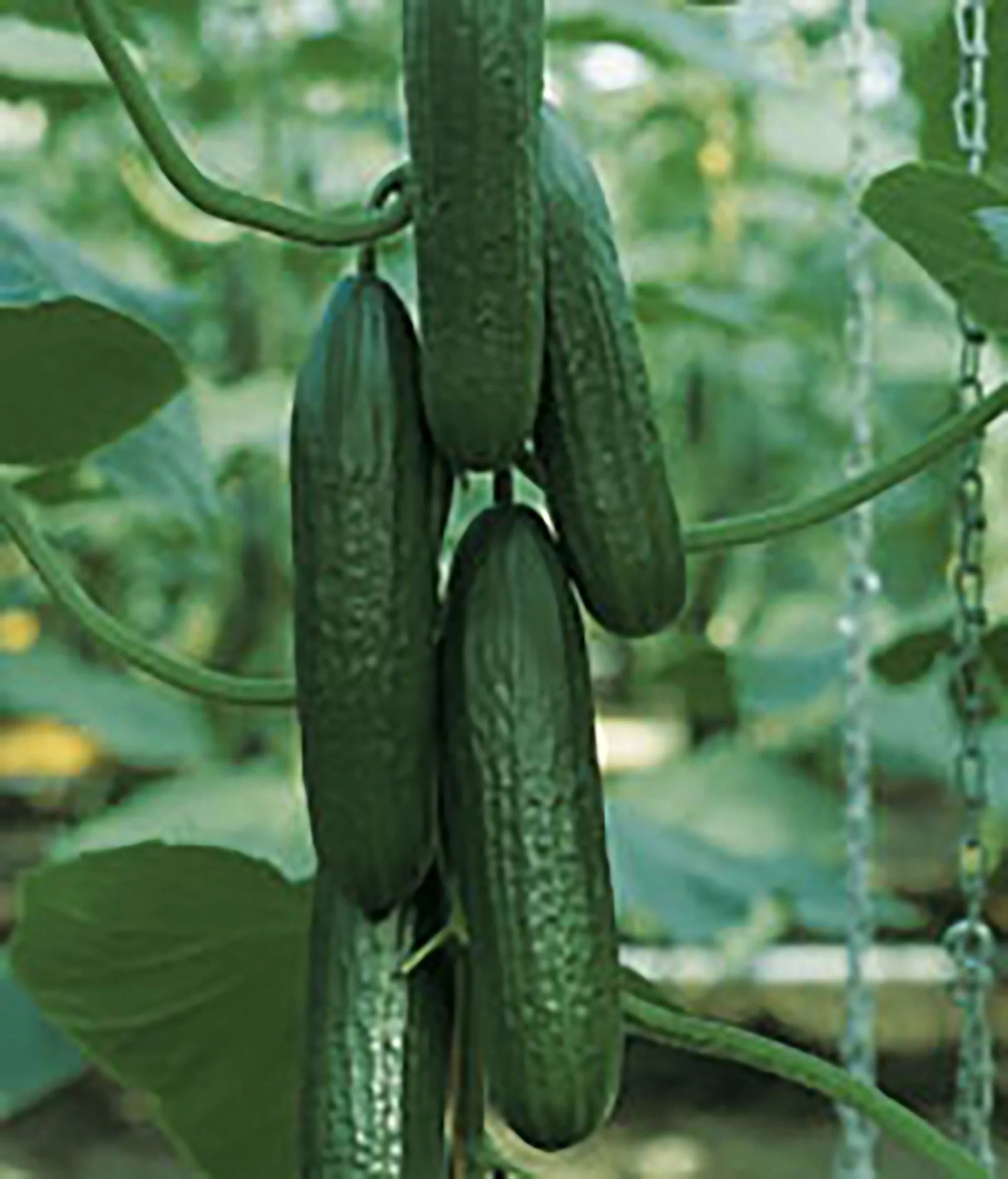 Picolino Cucumber Seedling in Garden, High-Yield Compact Plants