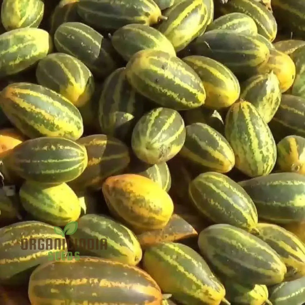 Sambar Cucumber Vines Growing Outdoors from Seeds