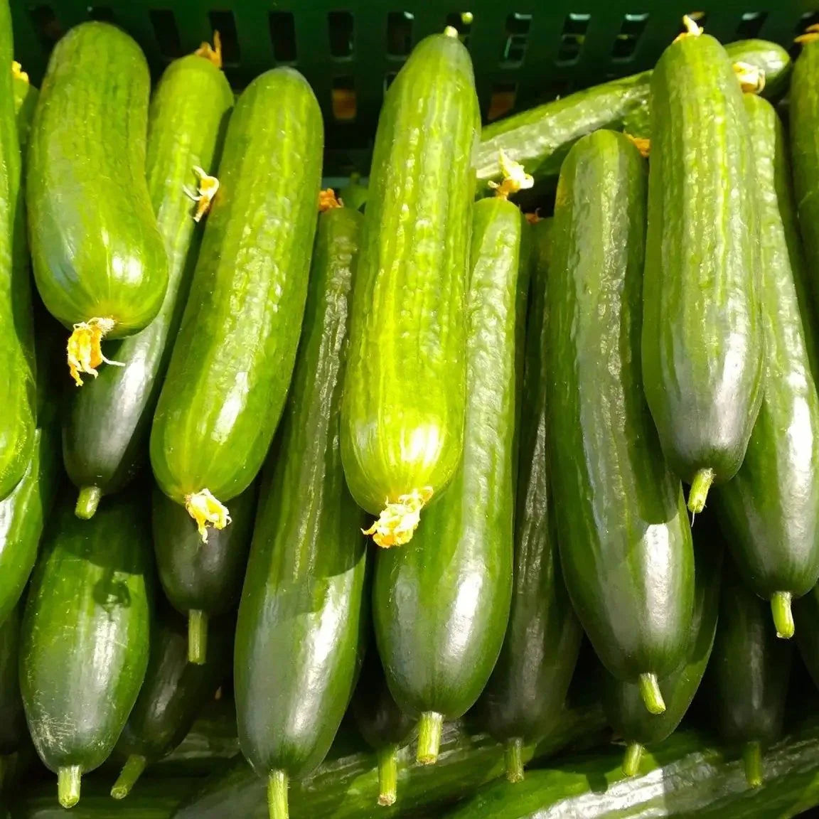 Pepino inglés (Cucumis Sativus 'Sin amargor') – Semillas