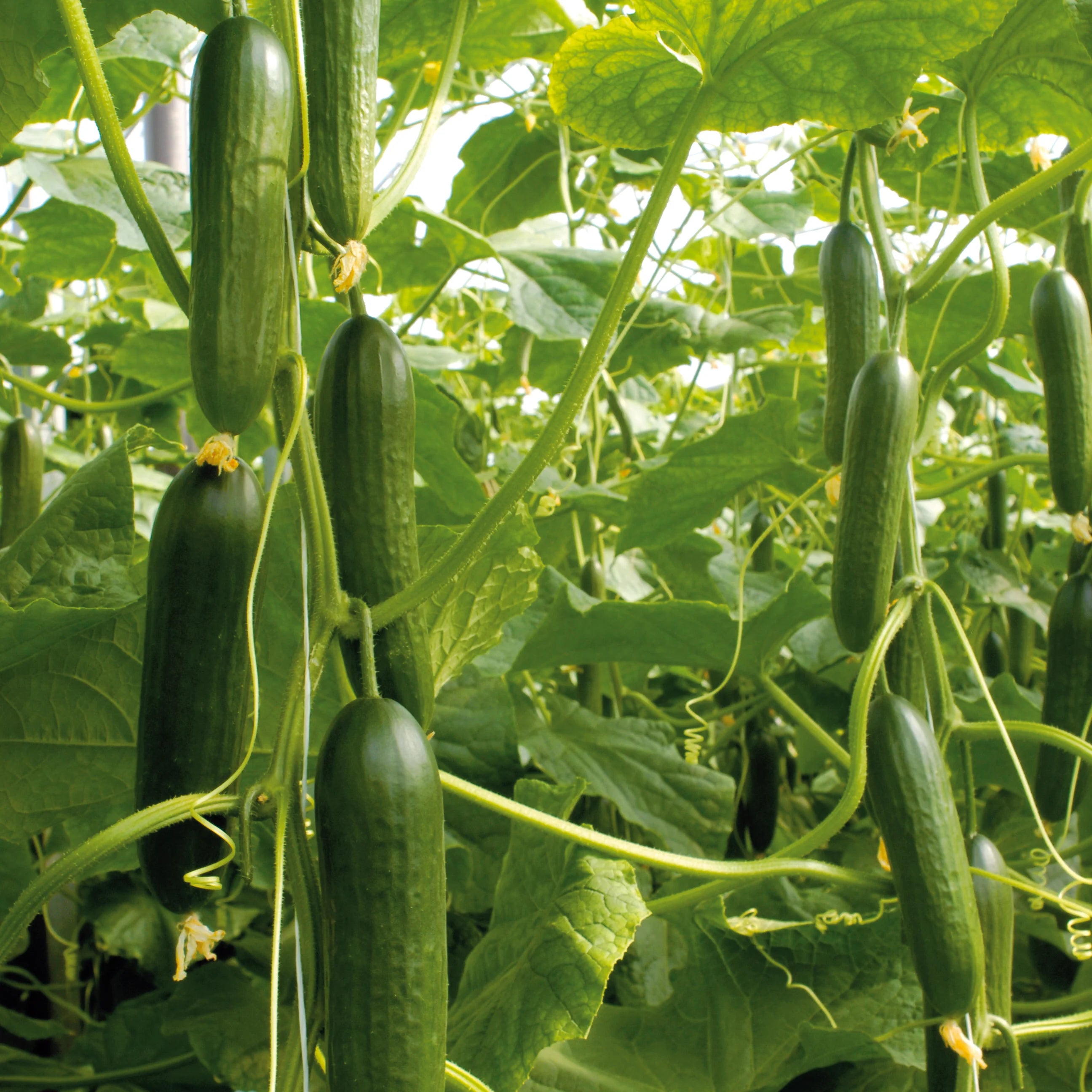 Vining Socrates Cucumber Plant from Seeds, Greenhouse Garden Crop