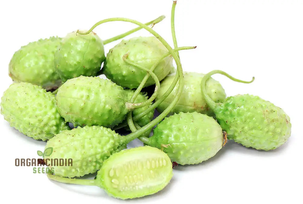Fresh West Indian Gherkin Fruits on Vine, Crisp and Flavorful