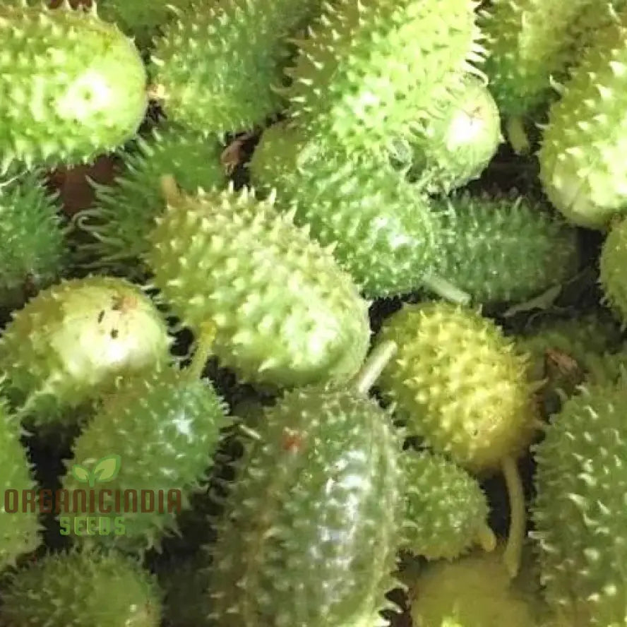 Mature West Indian Gherkin Plant from Seeds, Compact Climbing Cucumber