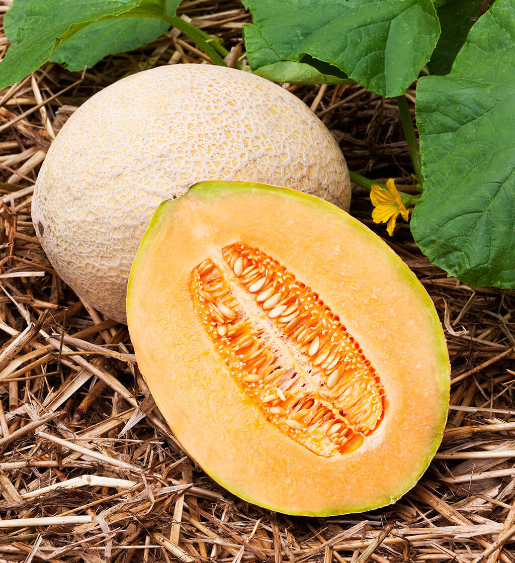 Cucumis melo Hale’s Best Jumbo melon seeds