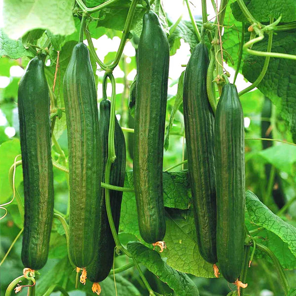 Cucumis Sativus Burpless Cucumber Seeds for Gardening