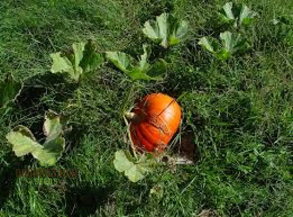 Harvested Cucurbita Pumpkins from Seeds, Large and Flavorful Fruits