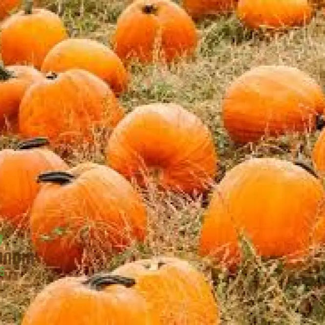 Mature Cucurbita Pumpkin Plant from Seeds, High-Yield Home Garden Vegetable